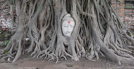 Magic Buddha Tree Oracle