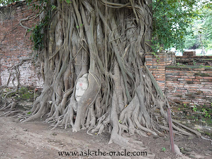 Arriving magic Buddha Tree oracle