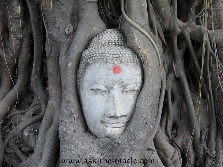 Reach the Buddha Tree Oracle